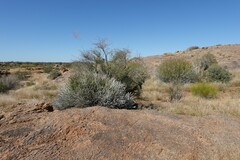 Euphorbia gregaria