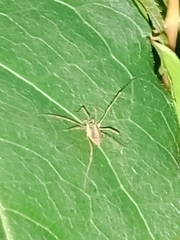 Oligolophinae