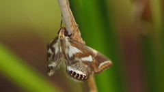 Chrysendeton imitabilis