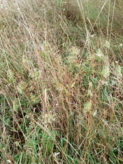 Falcaria vulgaris
