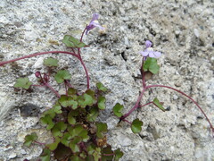 Cymbalaria muralis