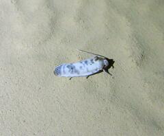 Antaeotricha