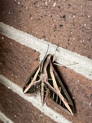 Eumorpha fasciatus