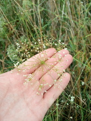 Falcaria vulgaris