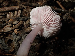 Mycena rosea