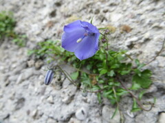 Campanula