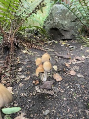 Coprinellus micaceus