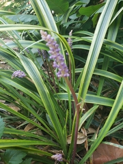 Liriope muscari