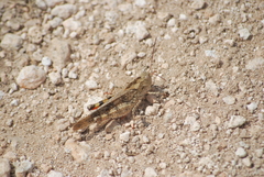 Spharagemon cristatum