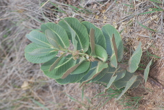 Asclepias latifolia