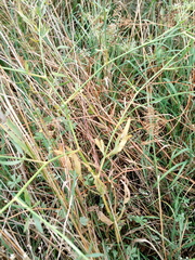 Falcaria vulgaris