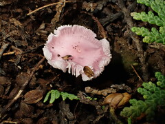 Mycena rosea