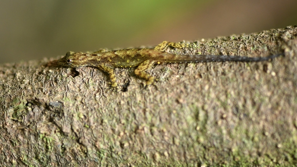 Goan Day Gecko