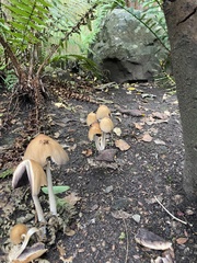 Coprinellus micaceus