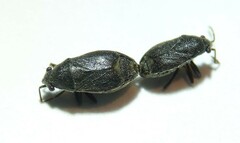 Stygnocoris rusticus