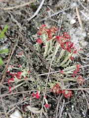 Cladonia cristatella