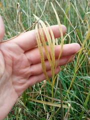 Falcaria vulgaris