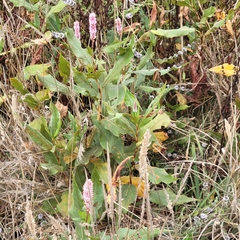 Persicaria amphibia