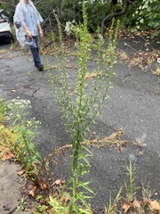 Solidago sempervirens