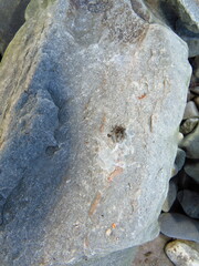 Textrix denticulata