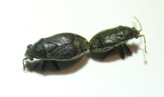 Stygnocoris rusticus