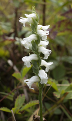 Spiranthes cernua