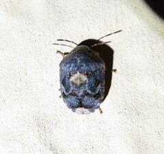 Stethaulax marmorata