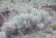 Artemisia filifolia