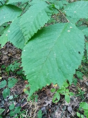 Ulmus glabra