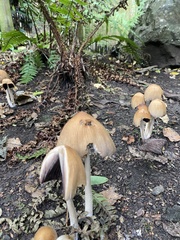 Coprinellus micaceus