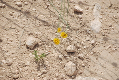 Thelesperma megapotamicum