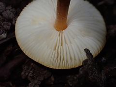 Lepiota castanea