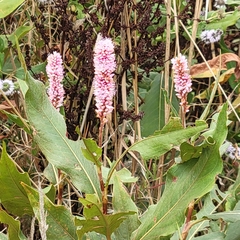 Persicaria amphibia