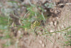 Asclepias engelmanniana