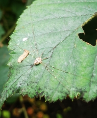 Dicranopalpus