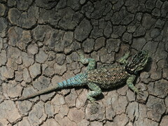 Sceloporus jarrovii