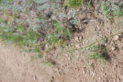 Asclepias engelmanniana