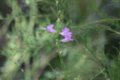 Agalinis linifolia