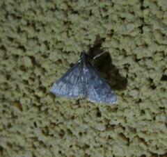 Steniodes declivalis