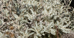 Berkheya francisci