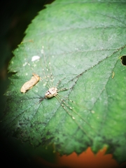 Dicranopalpus