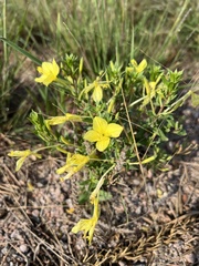 Oenothera