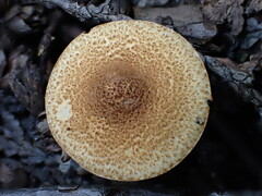 Lepiota castanea