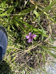 Catharanthus roseus