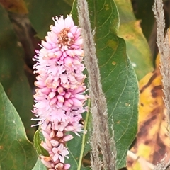 Persicaria amphibia