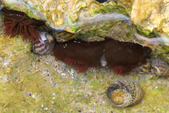 Actinia equina