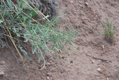 Berlandiera lyrata