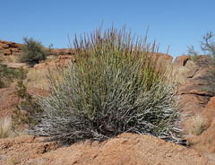 Euphorbia gregaria