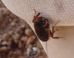 Loboptera decipiens