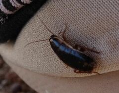 Loboptera decipiens